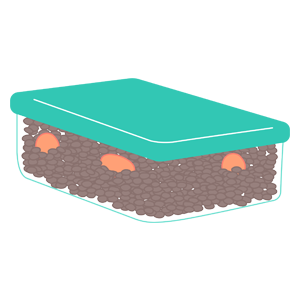 Plat de lentilles fait maison